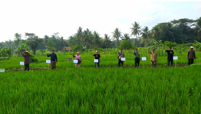 Lomba Sawah Surjan di Bulak Sawah Ngulakan